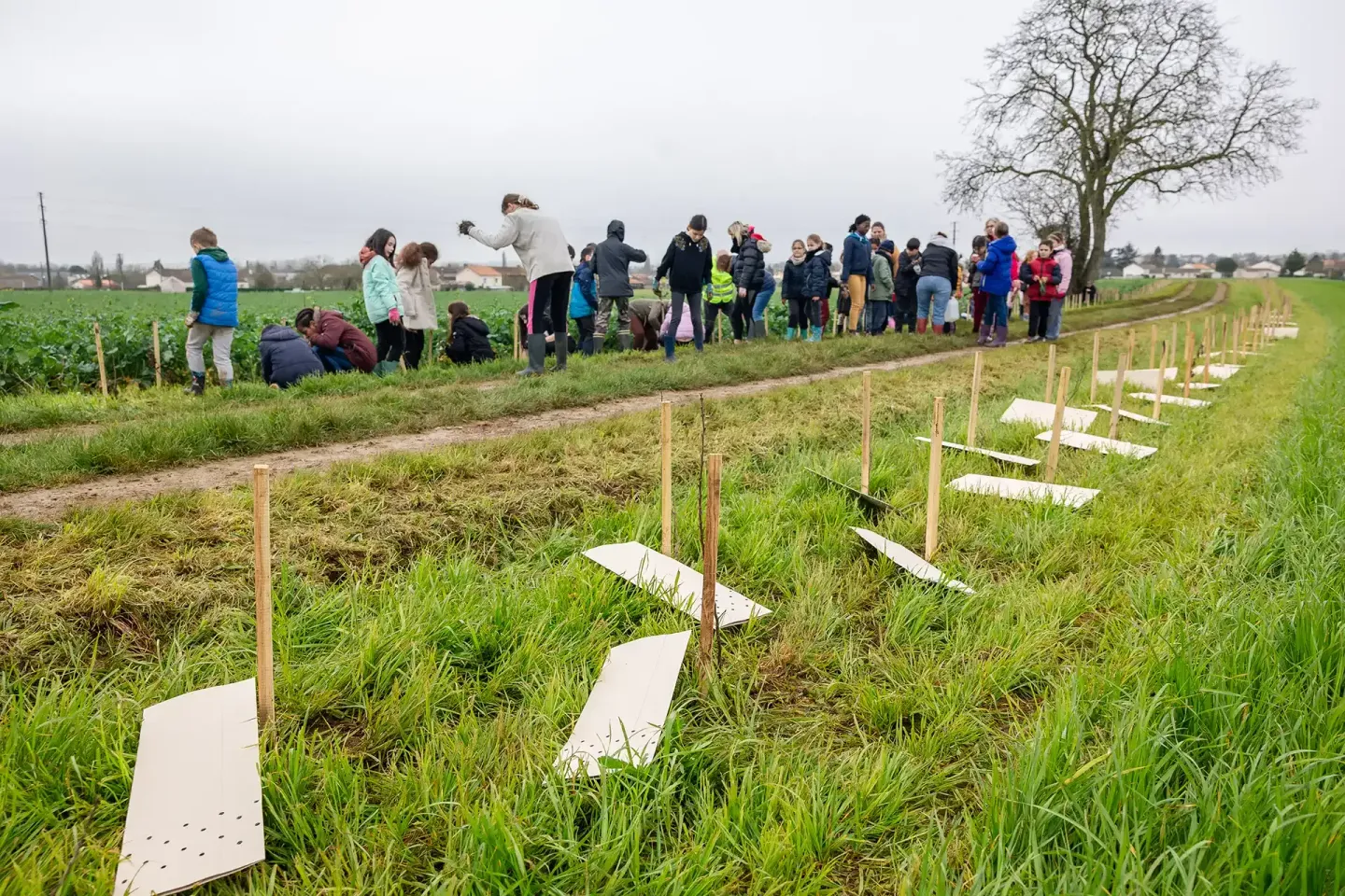 Plantation d'une haie buissonnante