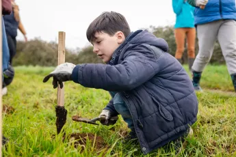 Plantation d'une haie buissonnante