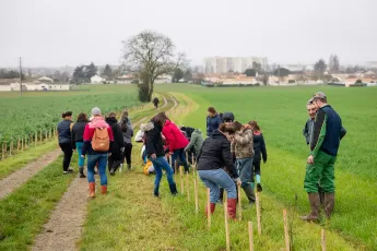 Plantation d'une haie buissonnante