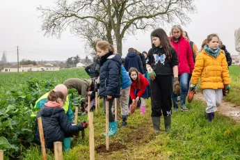 Plantation d'une haie buissonnante