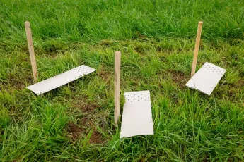 Plantation d'une haie buissonnante