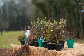 Des arbres et de la laine