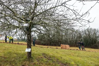 Des arbres et de la laine