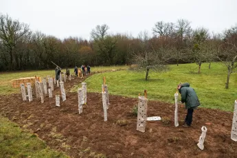 Des arbres et de la laine