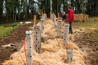 Des arbres et de la laine