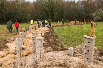 Des arbres et de la laine