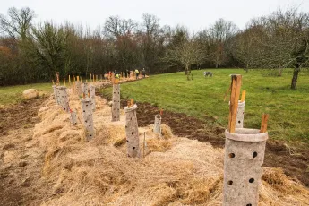 Des arbres et de la laine