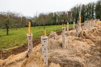 Des arbres et de la laine