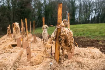 Des arbres et de la laine