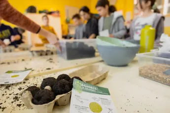 Bombes à graines