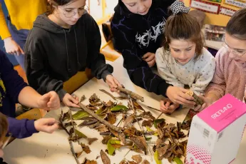 Hôtels à Insectes