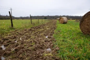 Plantation agroforestière dans une pépinière