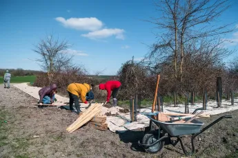 Plantation autour d'une mare