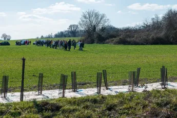 Plantation autour d'une mare