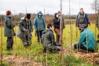 Plantation agroforestière dans une pépinière