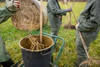 Plantation agroforestière dans une pépinière