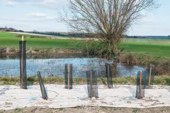 Plantation autour d'une mare