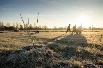 Plantation agroforestière dans une pépinière