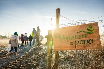 Plantation agroforestière dans une pépinière